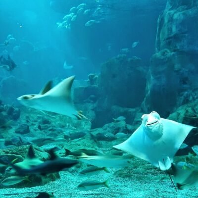 11Ausflug zum Aquarium in Istanbul