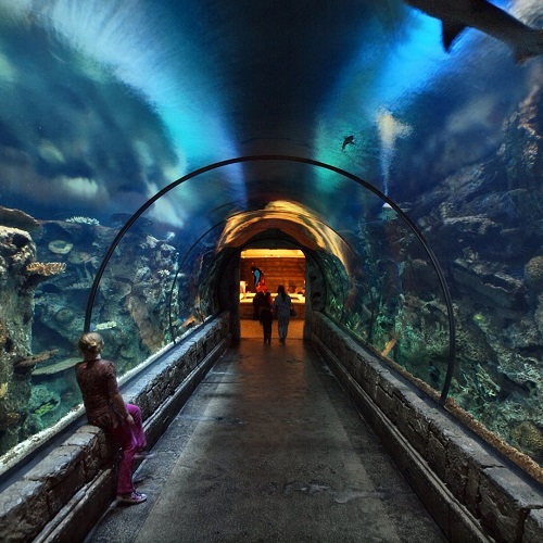 Ausflug zum Aquarium in Istanbul