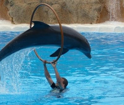 11Delfinarium Antalya