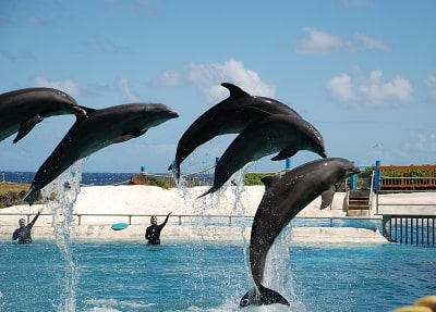 Delfinarium Antalya